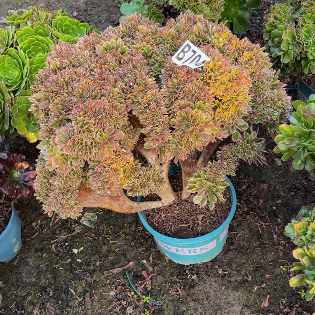 女神法师16////7包邮