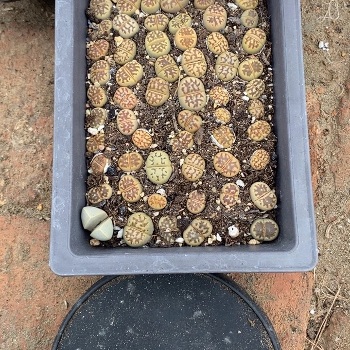 艾***茜生石花等植物的生长776