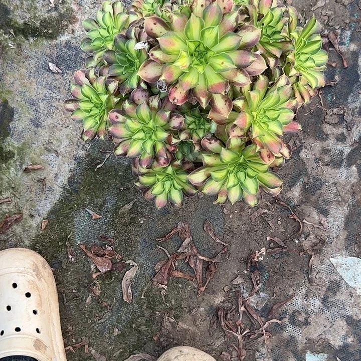 不包侧枝一物一拍119