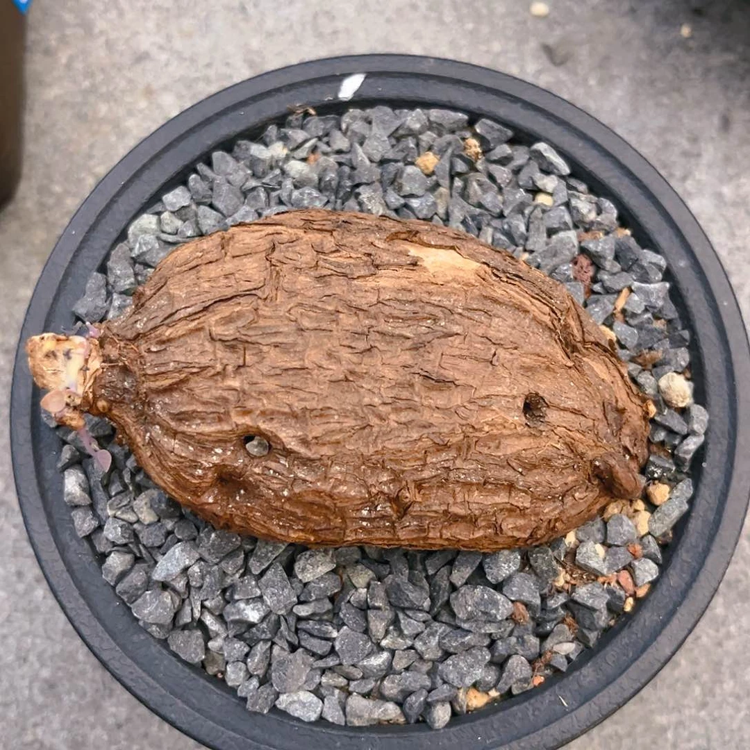 一叶龟，可带盆发