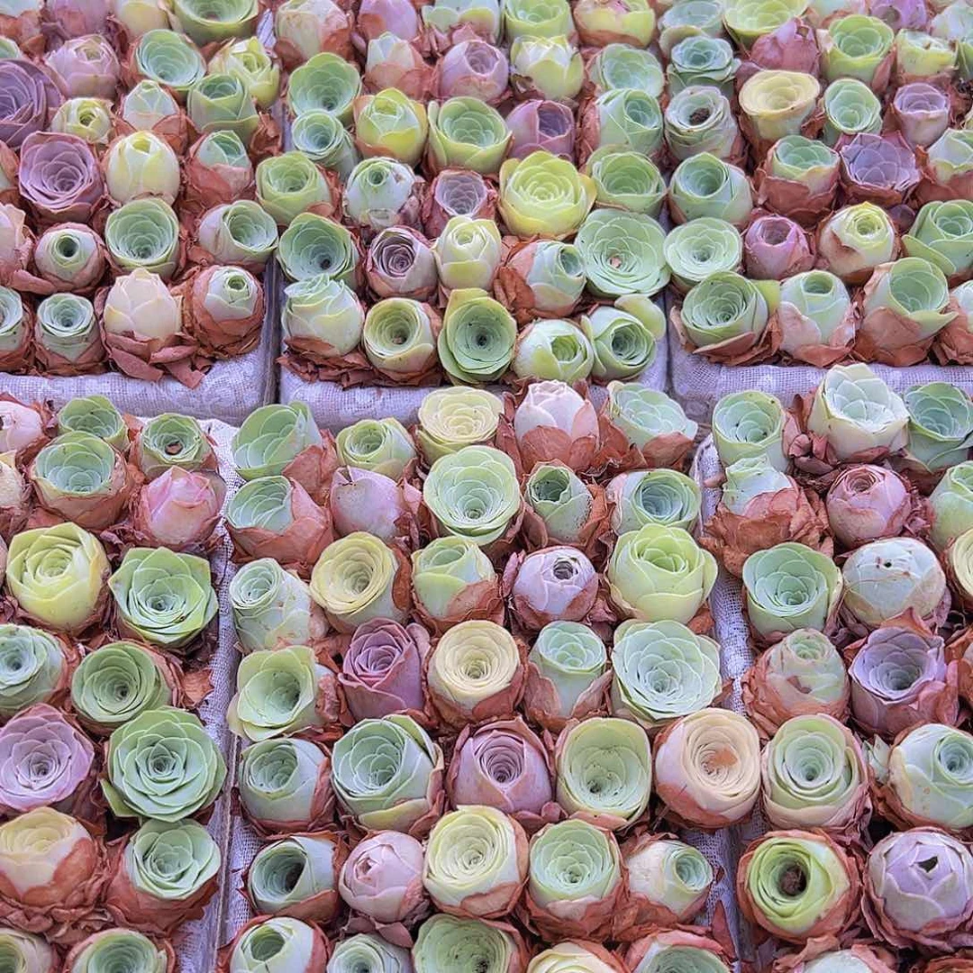 中苗组合35颗组好发货