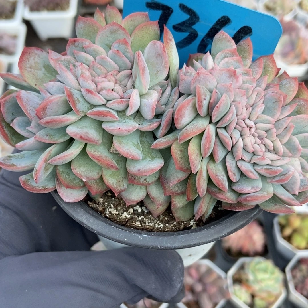 7366莎莎女王缀多肉