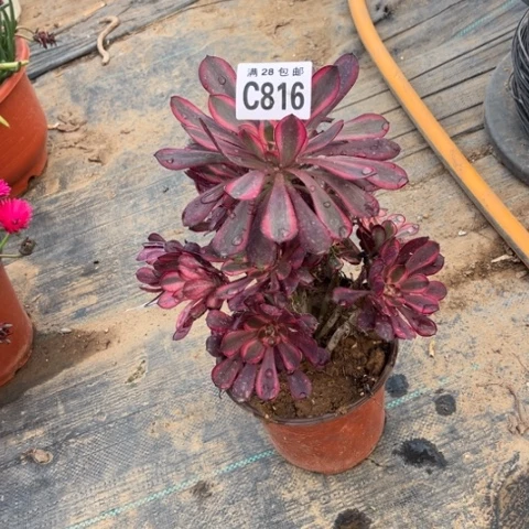 816香香不包断枝