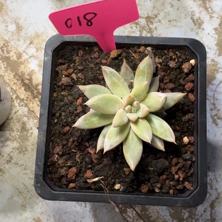 018杜丽万新号福利价