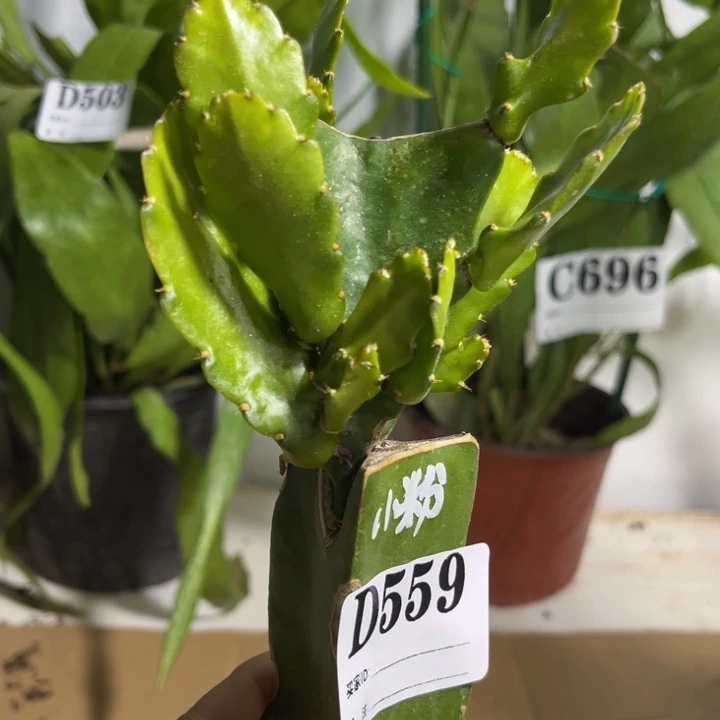 当前无花栽培后可以开花559