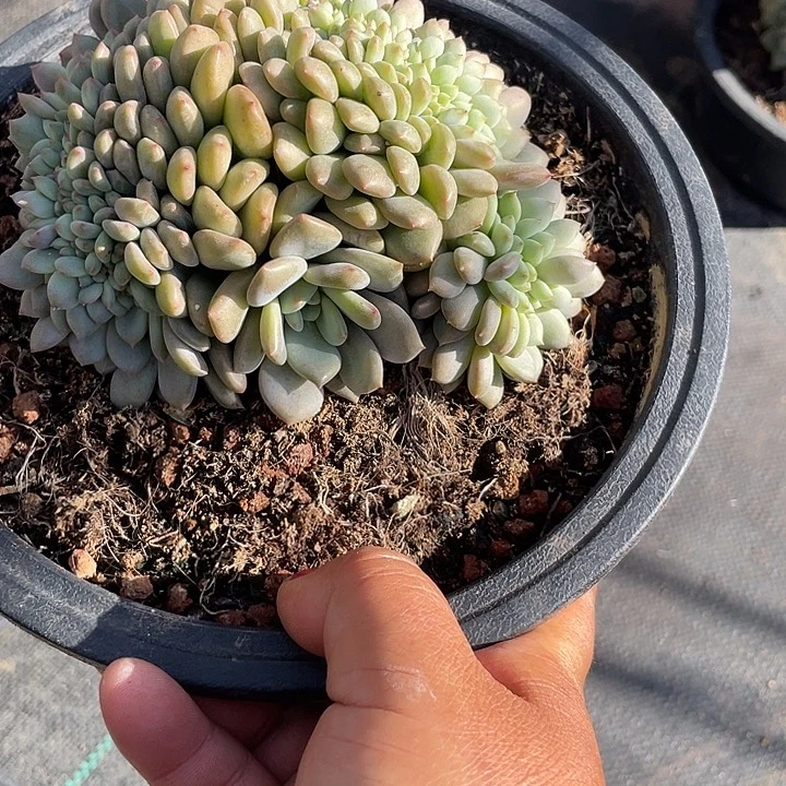 凌雪缀化多肉植物