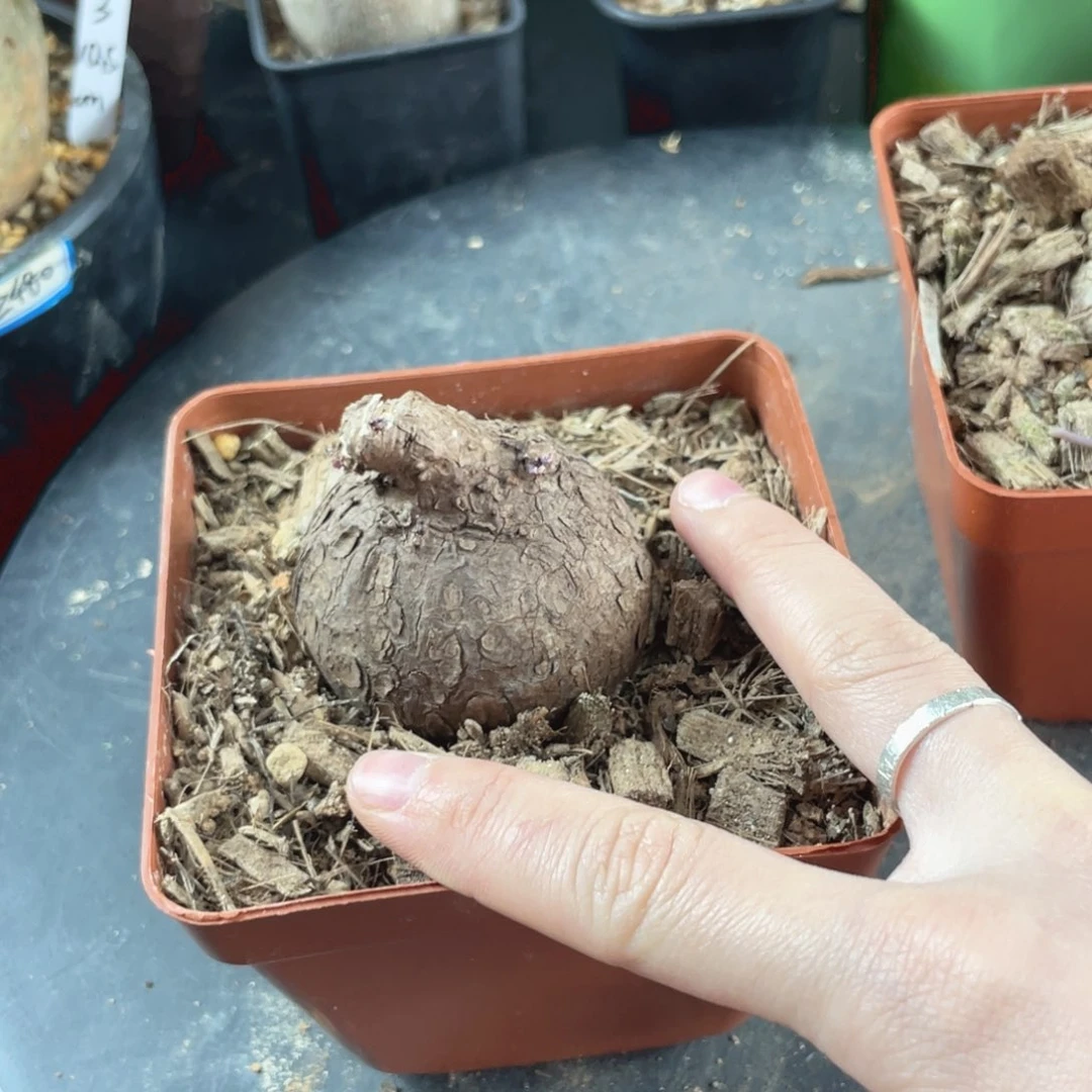 2月26日直播间福利一叶龟