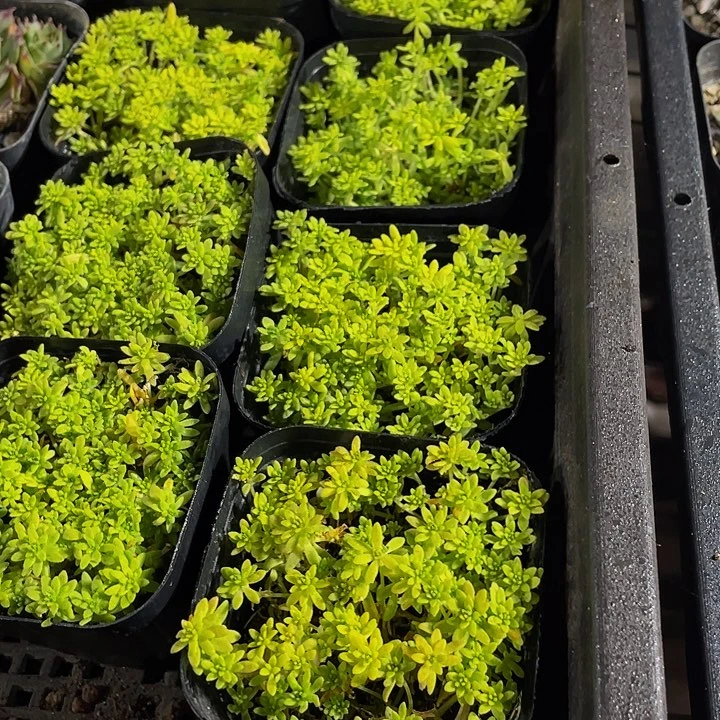 黄金草带盆土发货