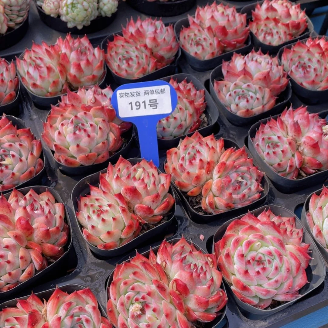 191号 吉娃娃双头一个m