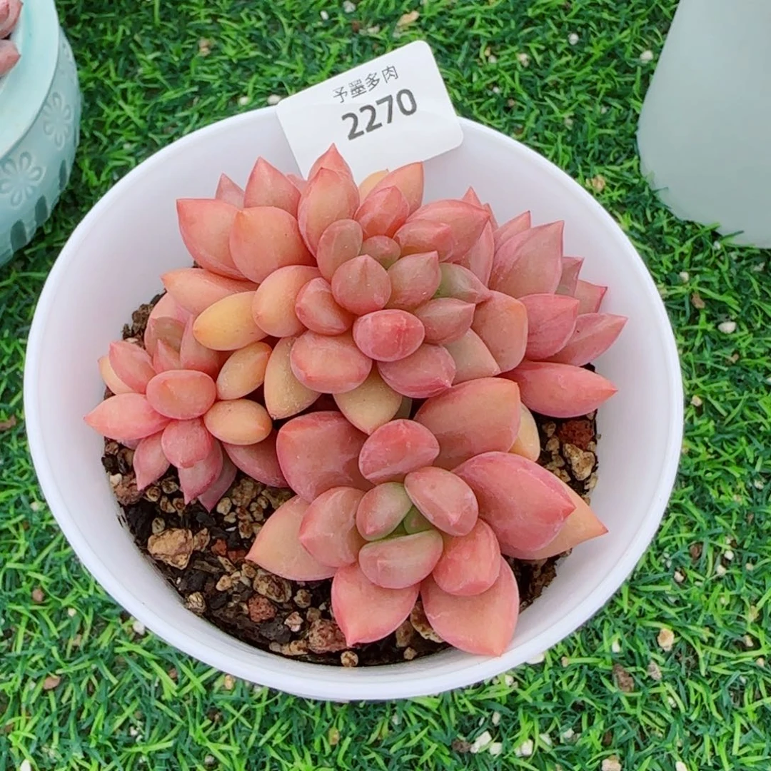 桃花源小树，2270多肉植物