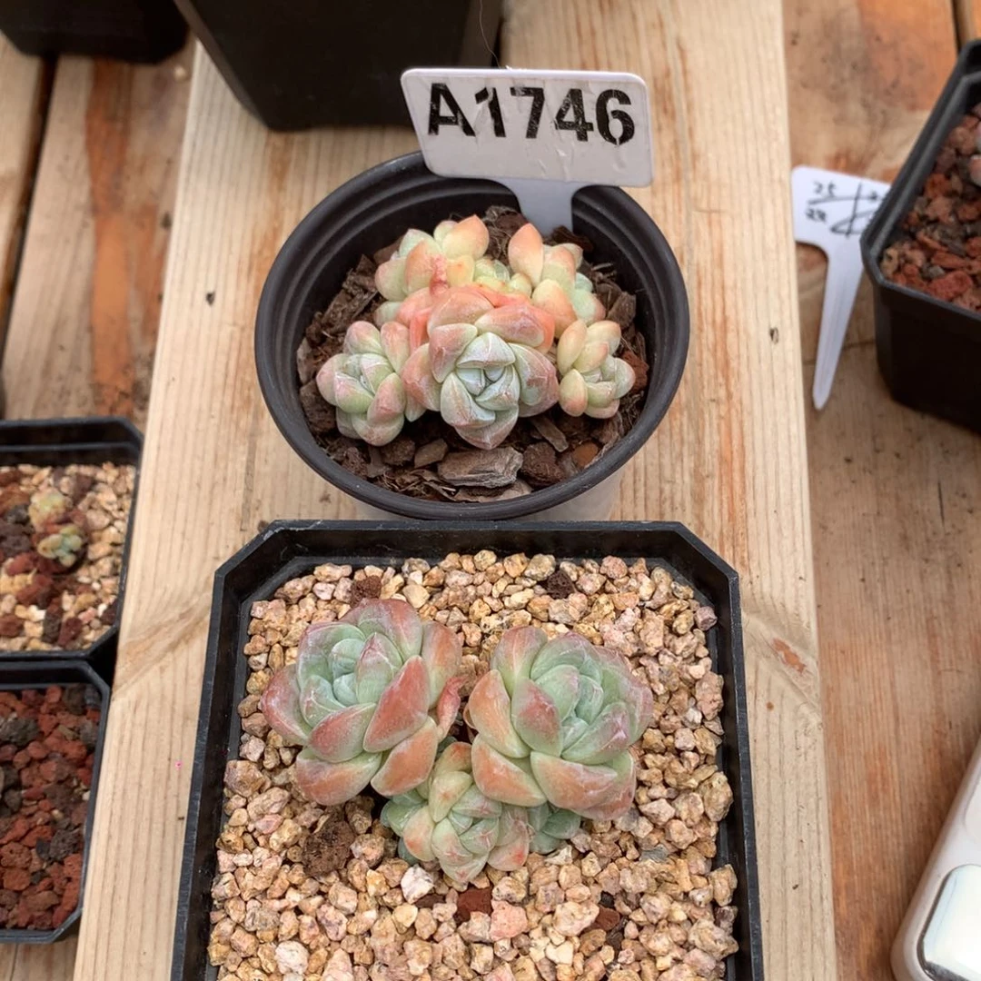 会***年A1746 冰玉2颗 无砍 6cm