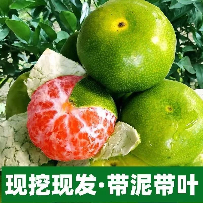 特早熟蜜桔树苗 日南一号柑橘苗青皮蜜桔苗进口果苗橘子树苗 桔苗