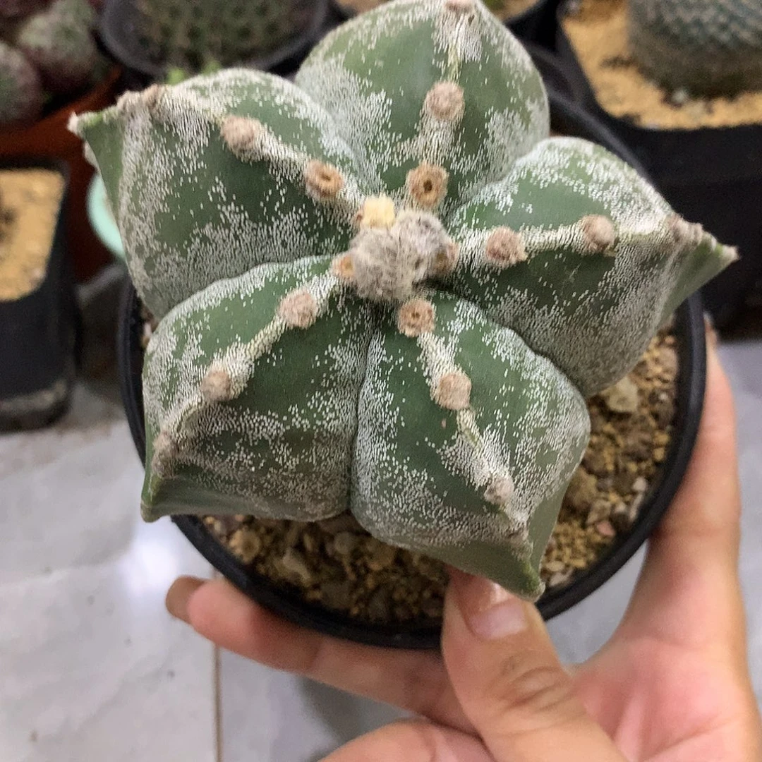 福利实生根银沙鸾凤玉