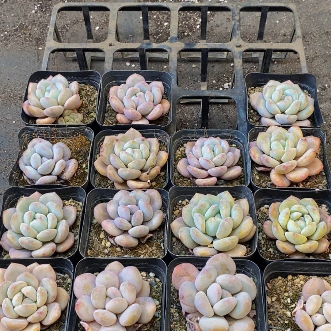 795的人都是这样吧