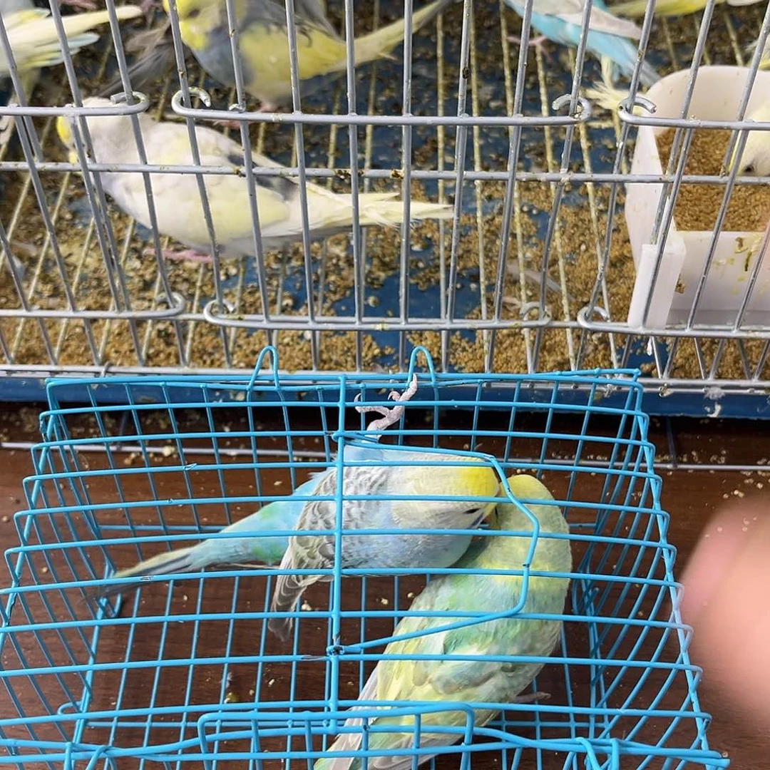 虎皮鹦鹉金彩鹦鹉