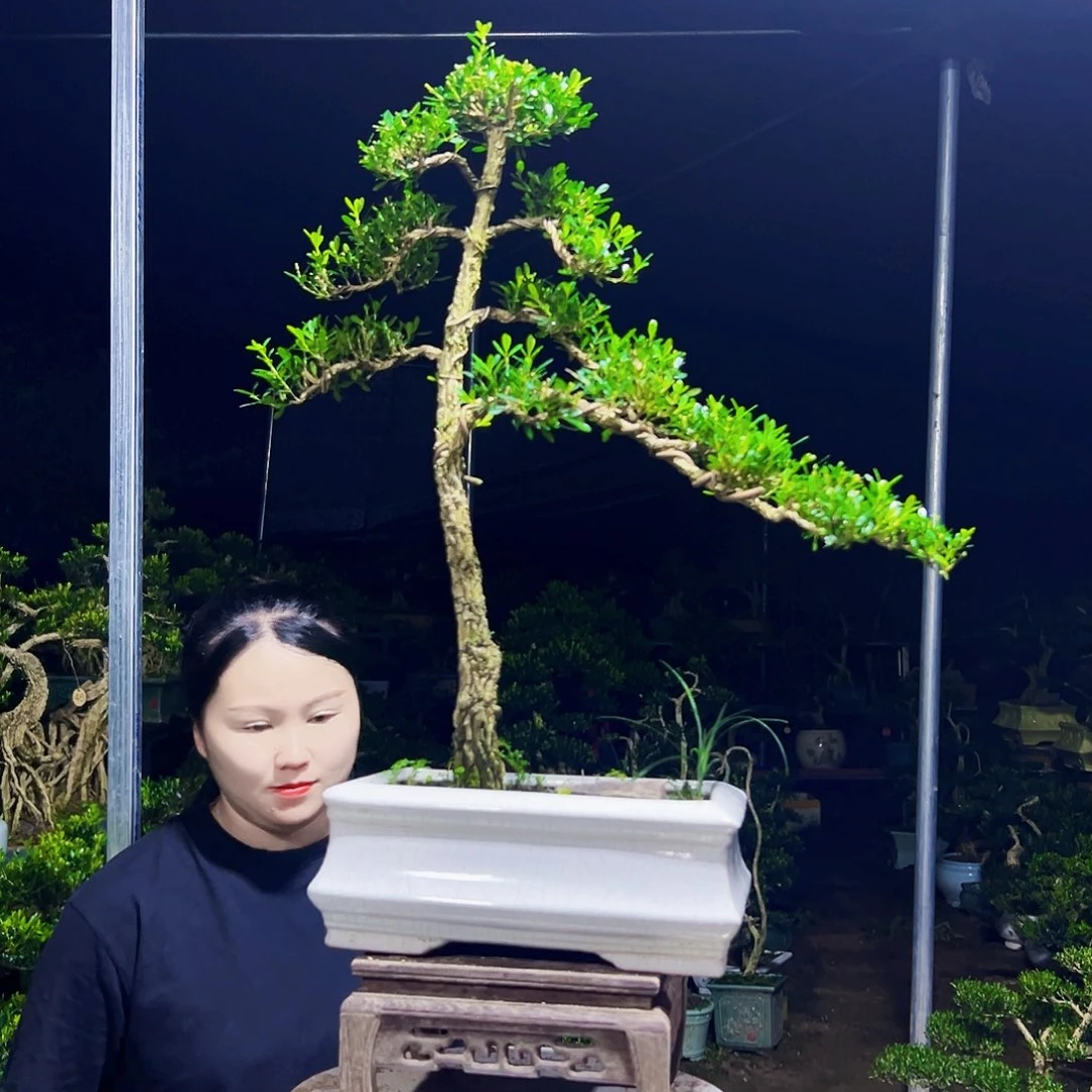 无花朵黄杨木