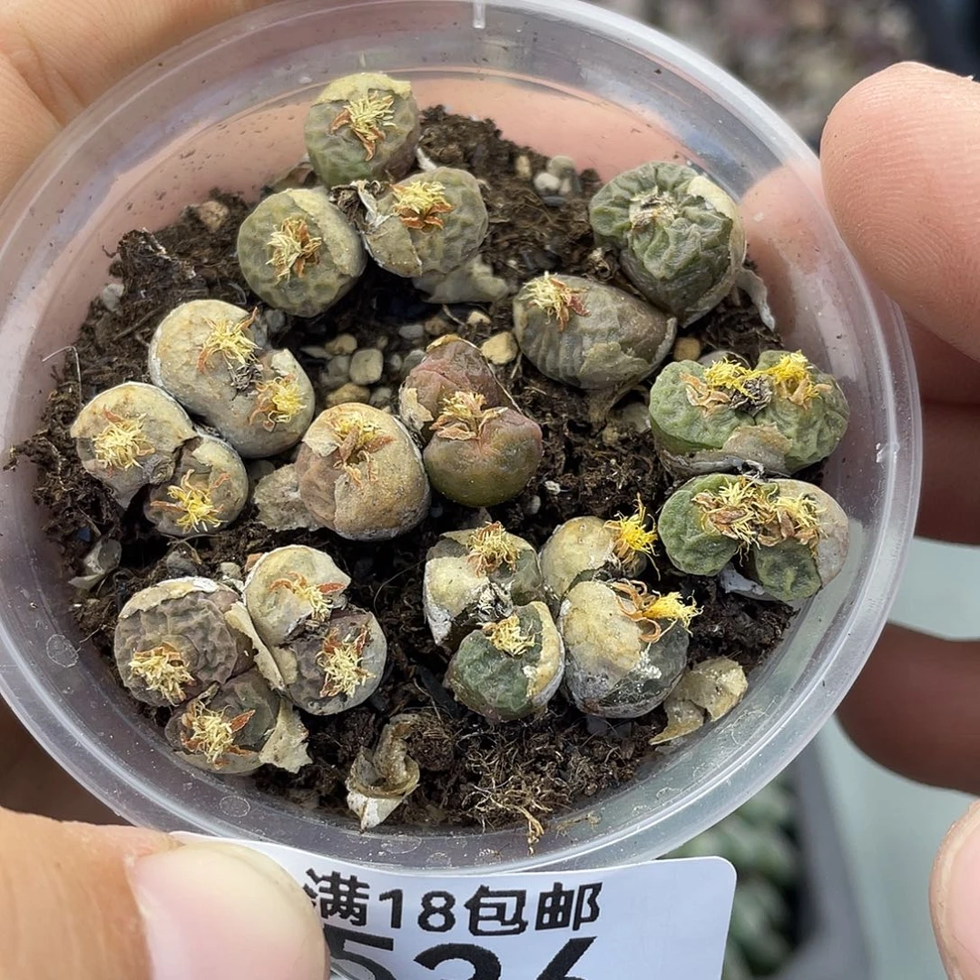 当天凑满十八元包邮536