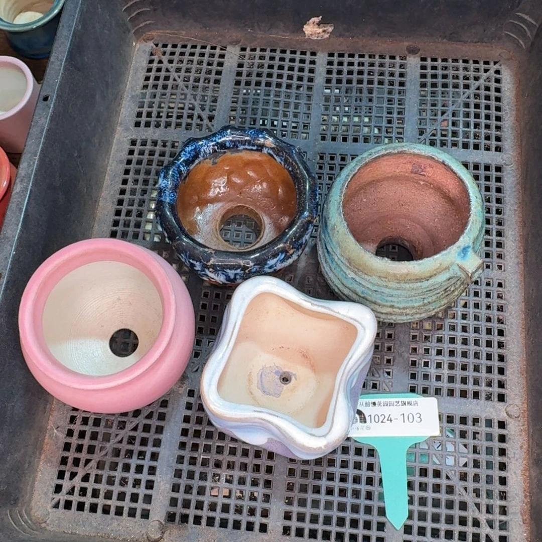 从前慢多肉精选编号1024.103