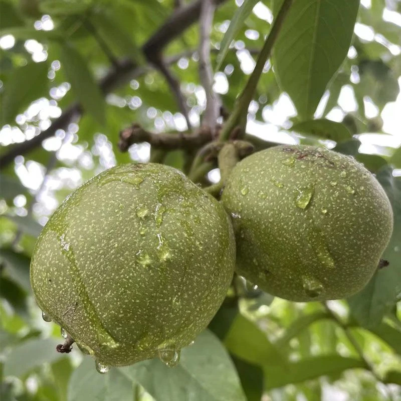 2025年新货四川大凉山带青皮核桃