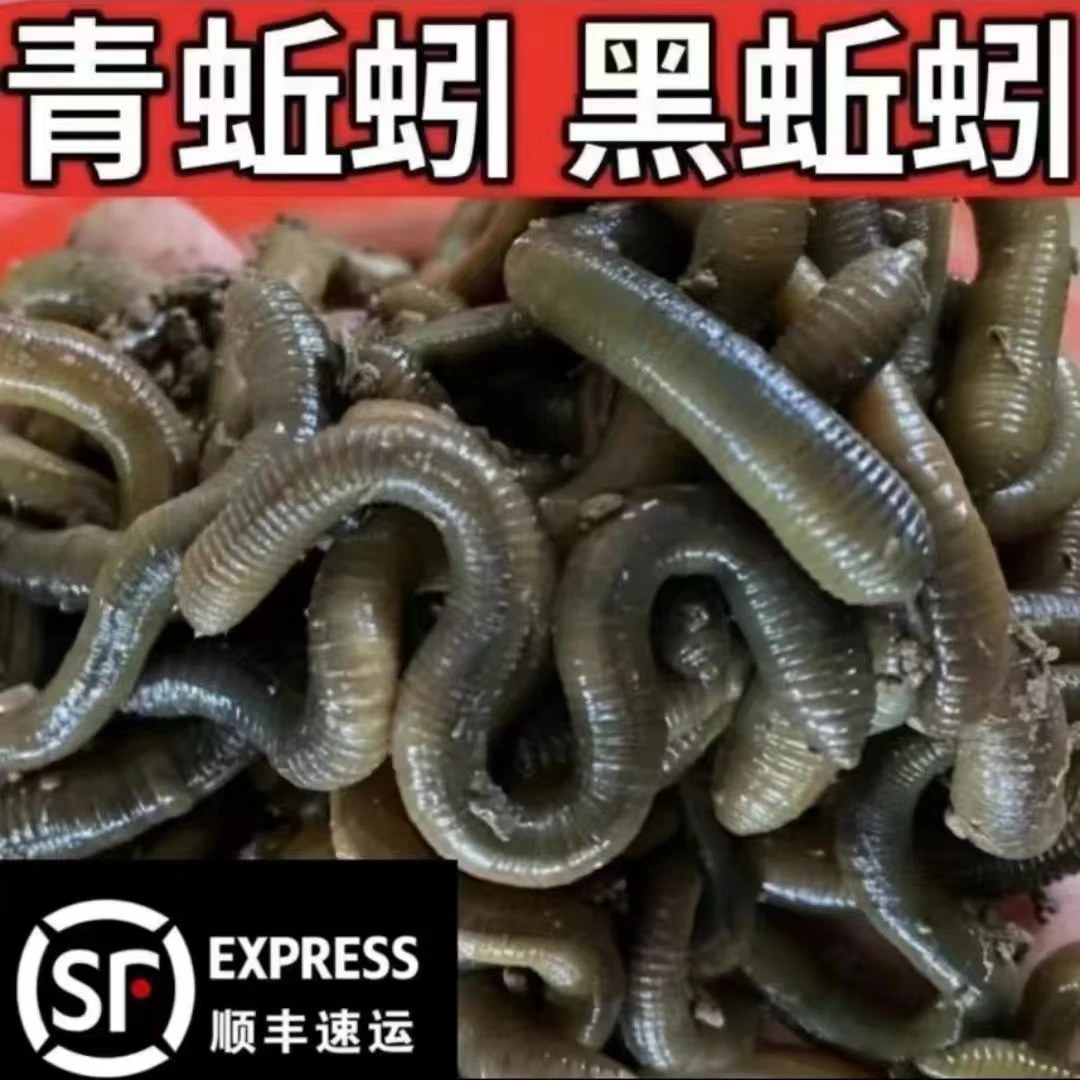 鲜活青蚯蚓黑蚯蚓特大臭蚯蚓钓鱼黄鳝诱饵活体地龙