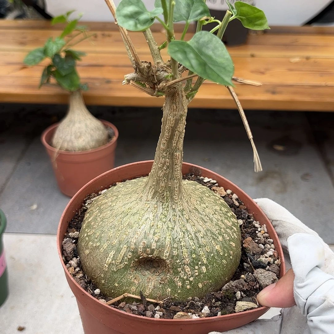 梨**。潮流植物 潮流植物