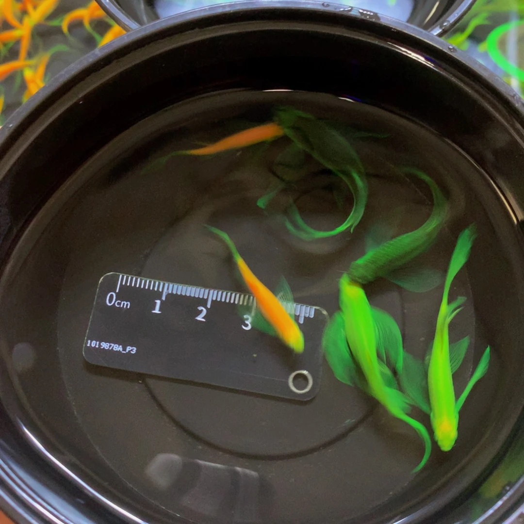 斑马鱼蝶翼斑马混搭6条（3-4.5厘米）