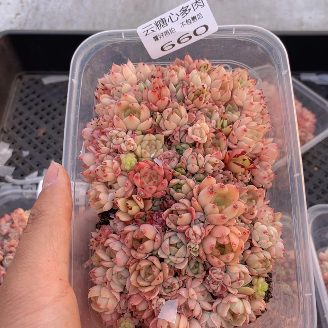 云糖心多肉植物660