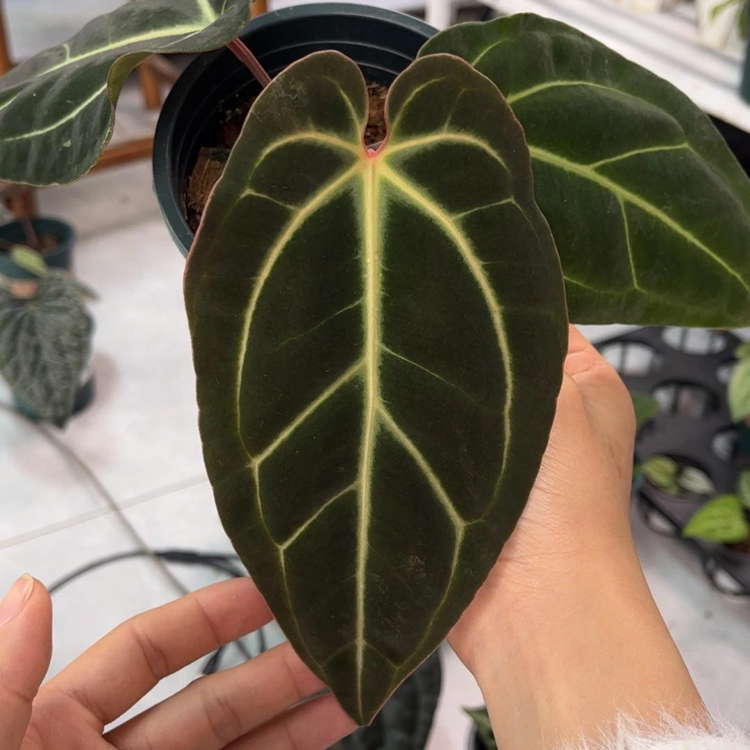 无花朵027 红背黑贝斯