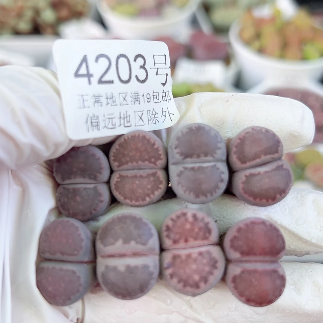 4203 好养易活生石花大母本