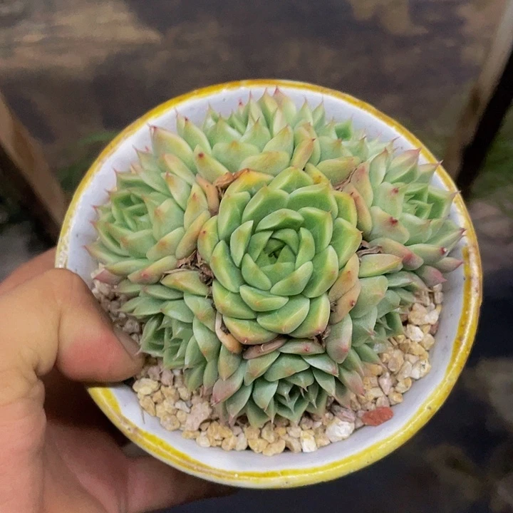 糖果珍妮捧花完美