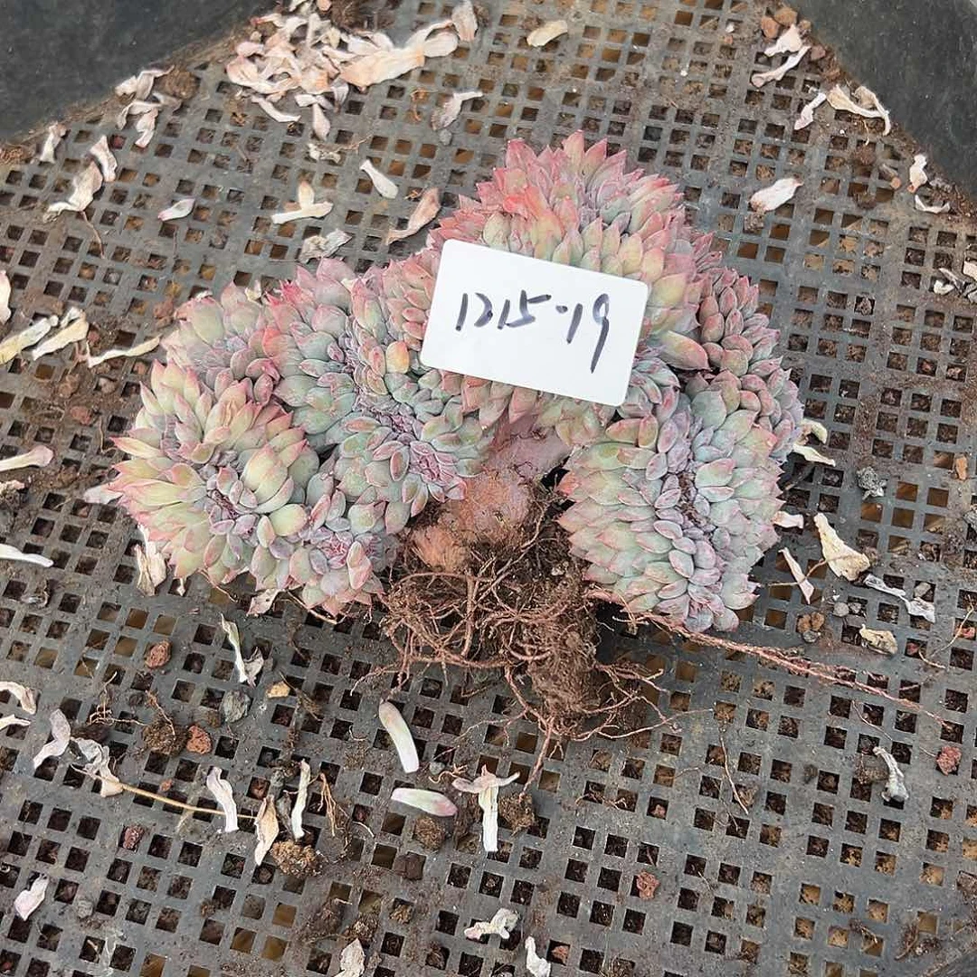 z***z1215-19糯心冰魄缀微瑕