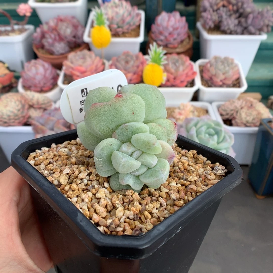 10双头双心冰玉石化多肉植物