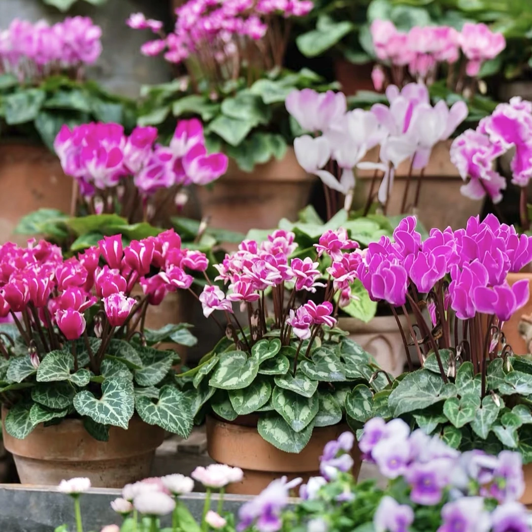 仙客来【品种不选】盆栽庭院阳台爆花强花卉新手易养护