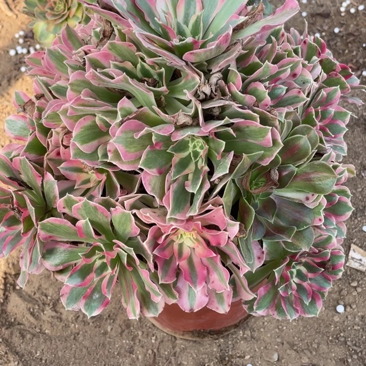 无花朵413多肉植物夜落莎