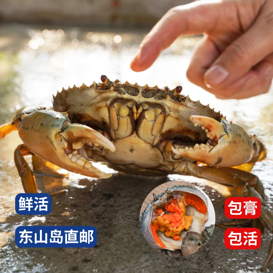 【4两/只】 红膏蟹 福建青蟹红鲟肥美饱满东山岛红膏蟹本港顺丰 |好