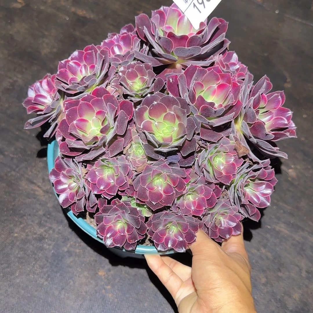193多肉 金丝雀福利法师