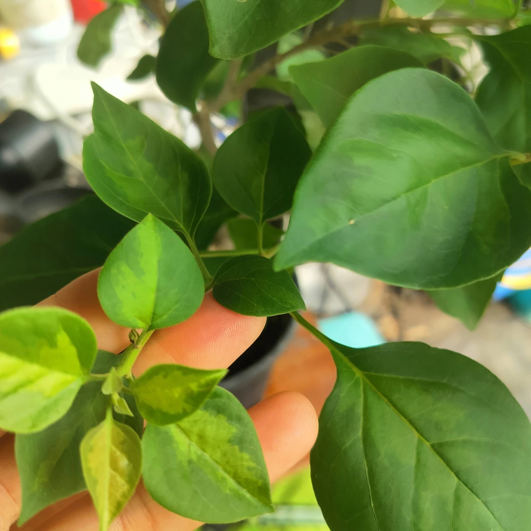 三角梅，暗斑夕阳红，勤花品种，新手必备！