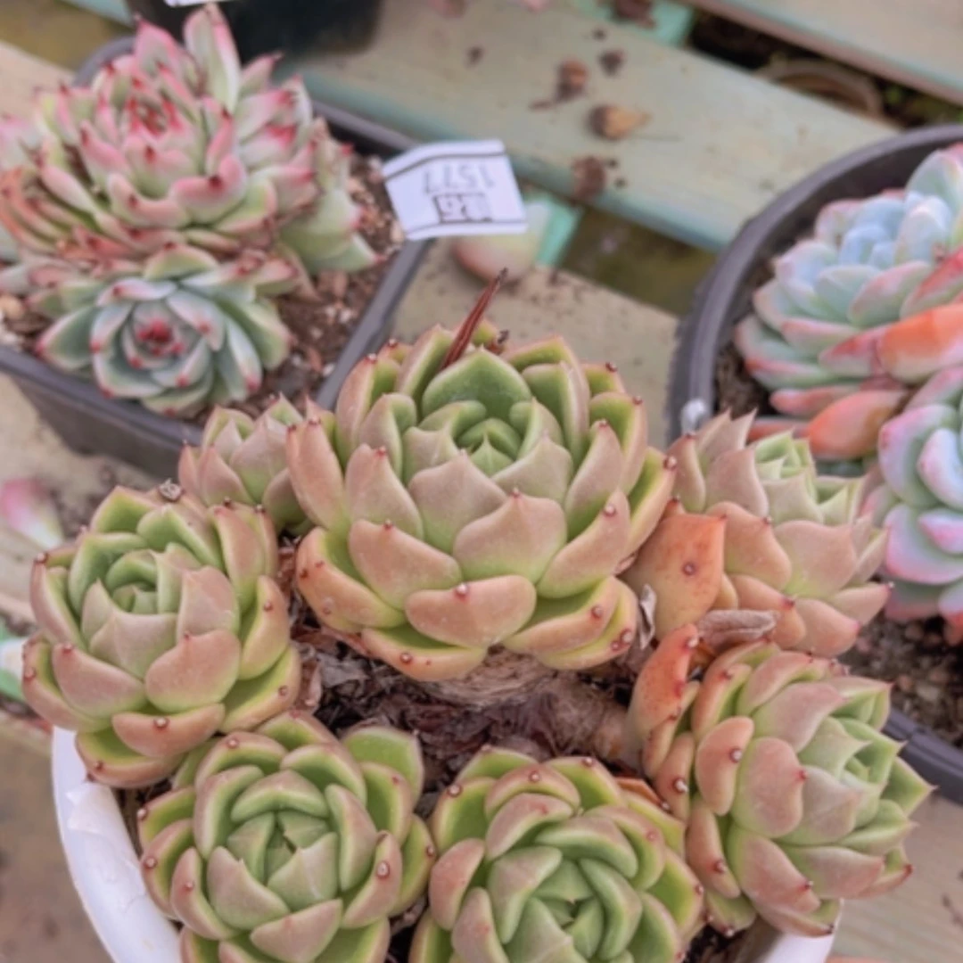 【闪购商品】白玫瑰处理1578