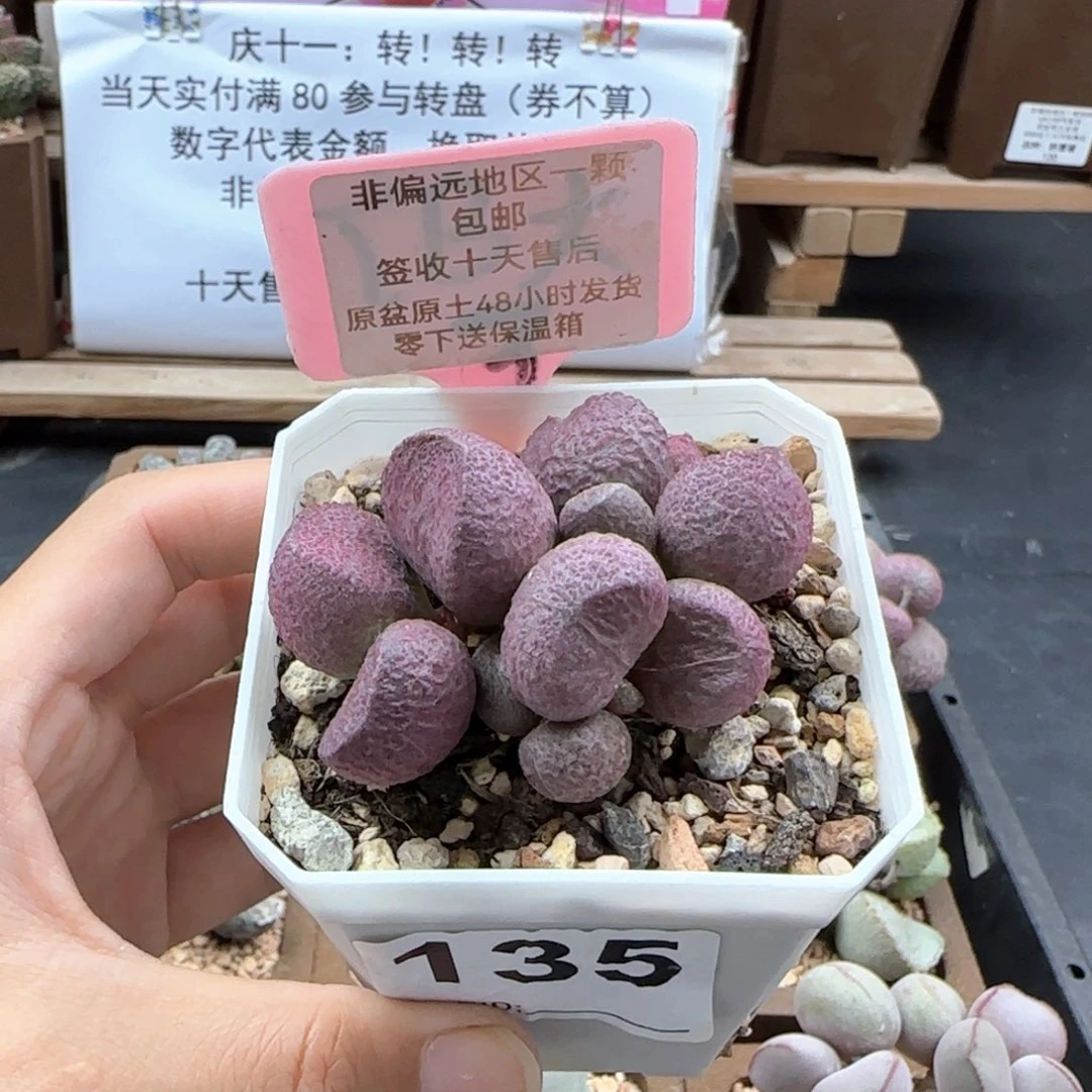 莹****球135红烧肉多肉植物