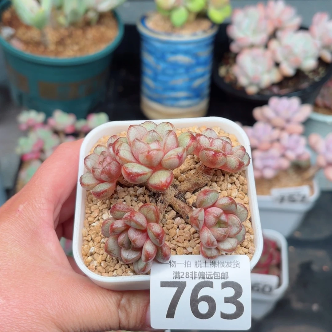 葡萄老桩无盆土发货