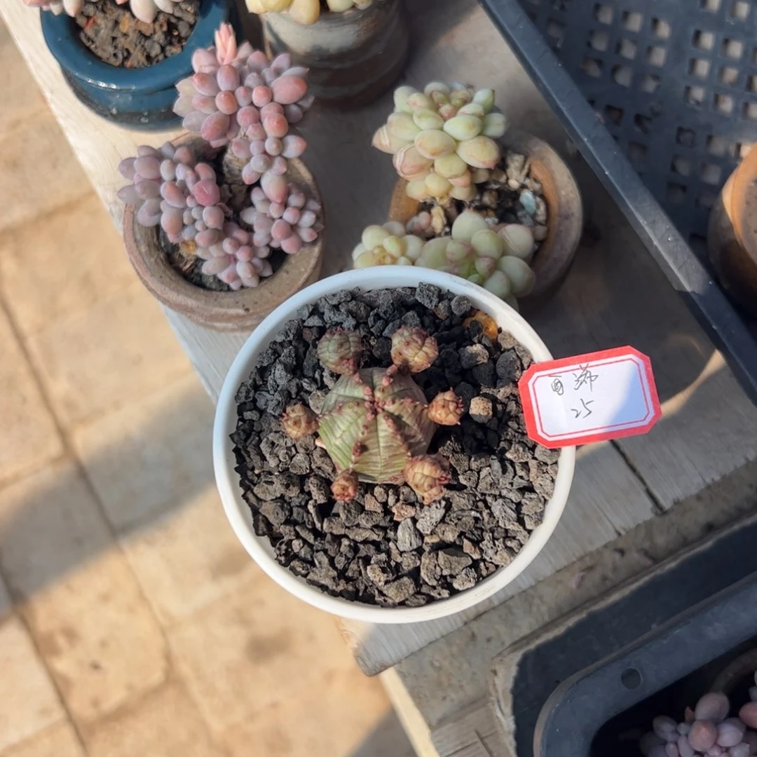 多肉植物多肉植物