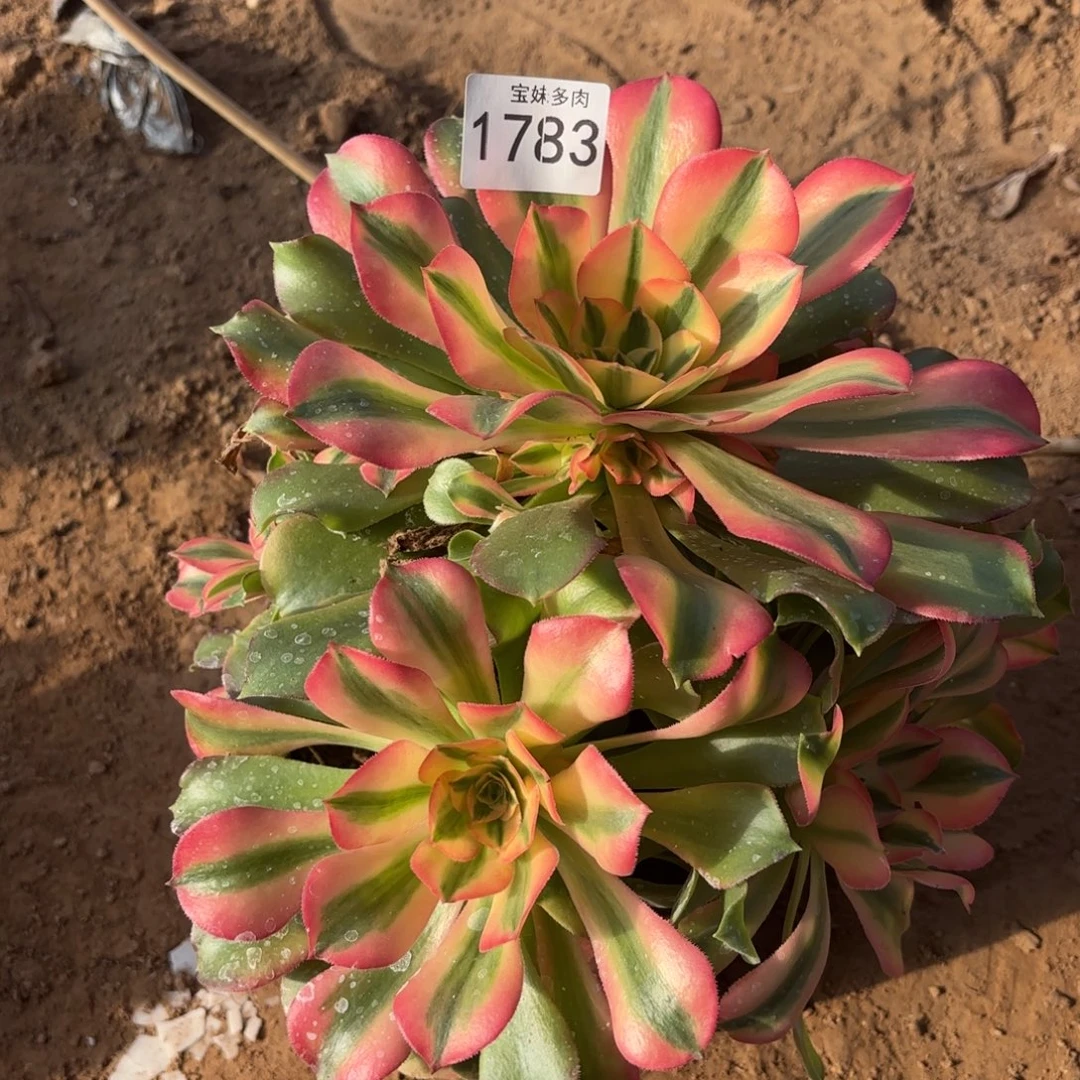 香妃一物一拍1783二号棚