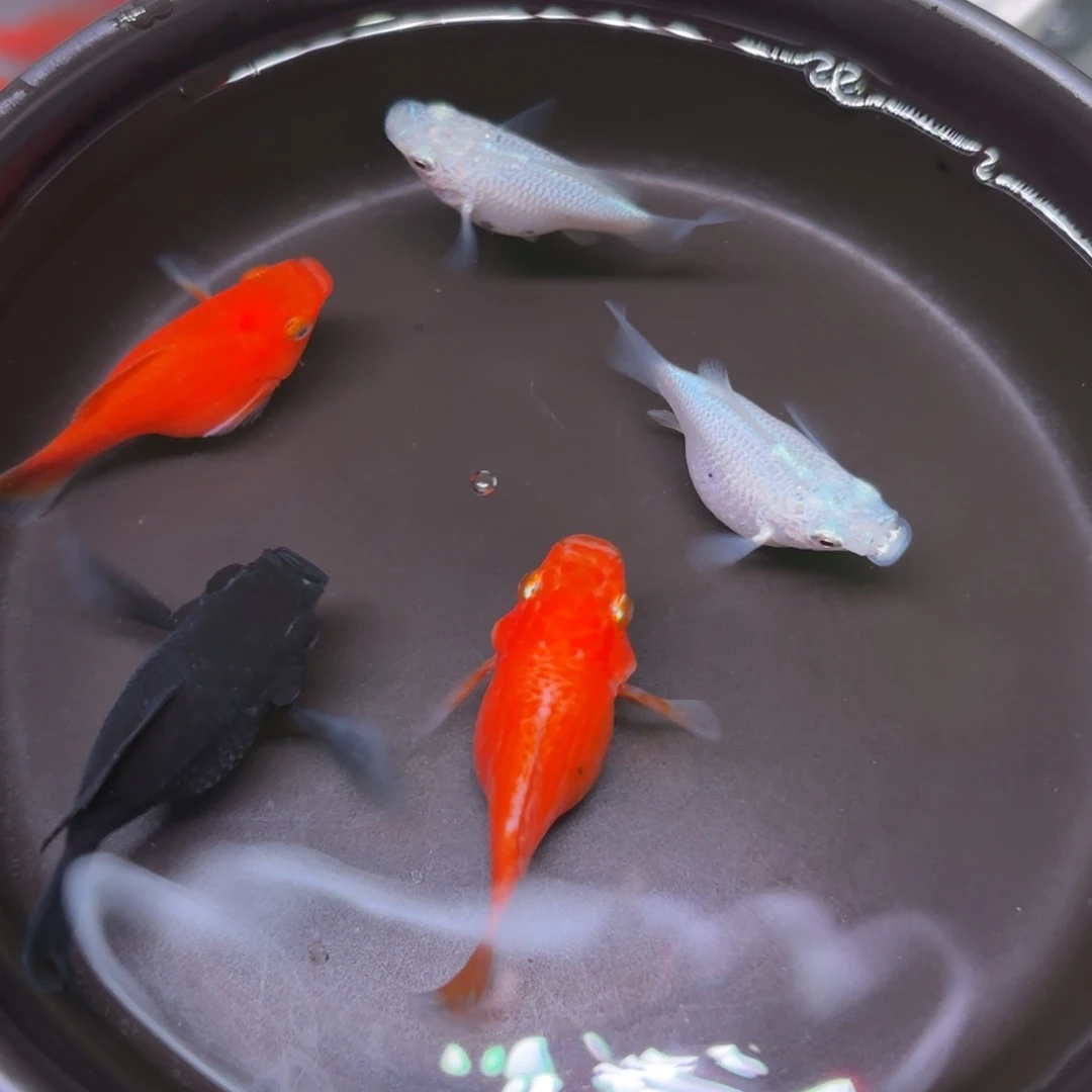 孔雀鱼玛丽球4+1