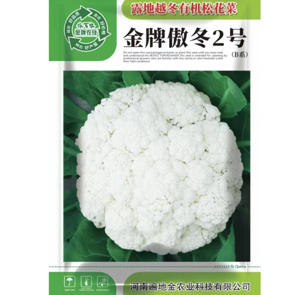 露地越冬反季节种植耐寒抗冻青梗松花菜口感脆甜金牌傲冬2号B系