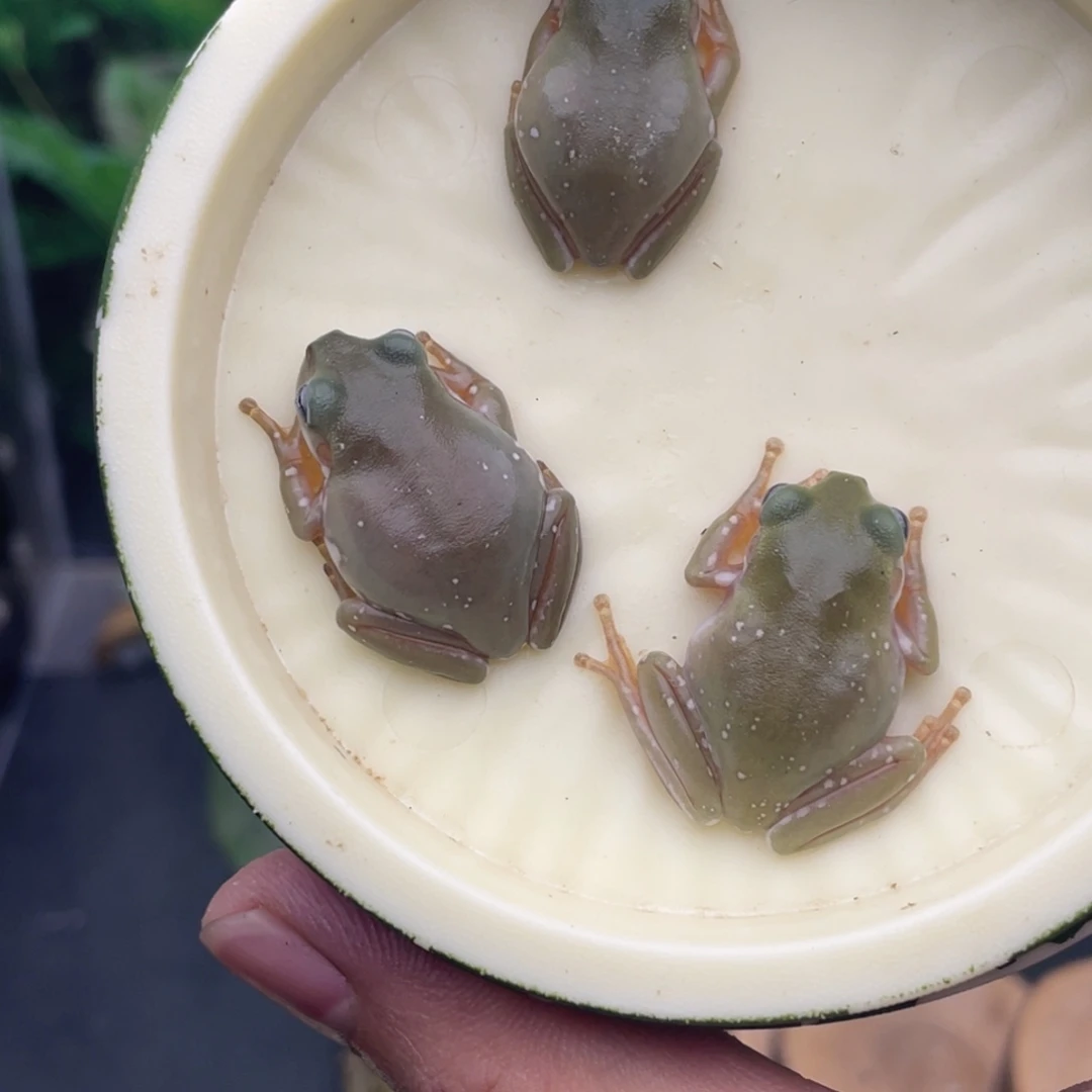老爷树蛙3只异色蓝眼