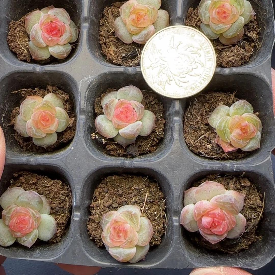 【满29包邮非偏远】855九棵开播福利卡拉米