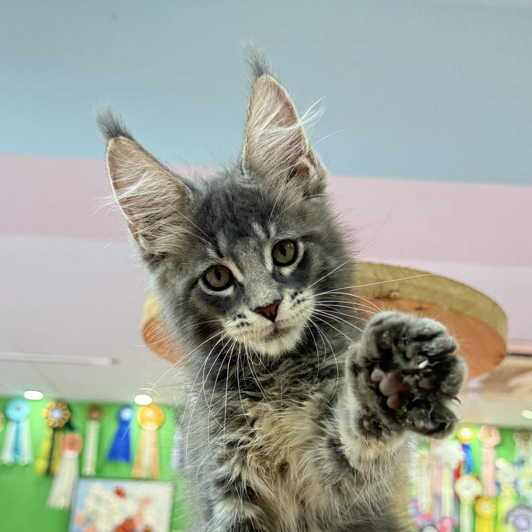 缅因猫银虎棕虎蓝虎直播间选猫链接非图片猫咪