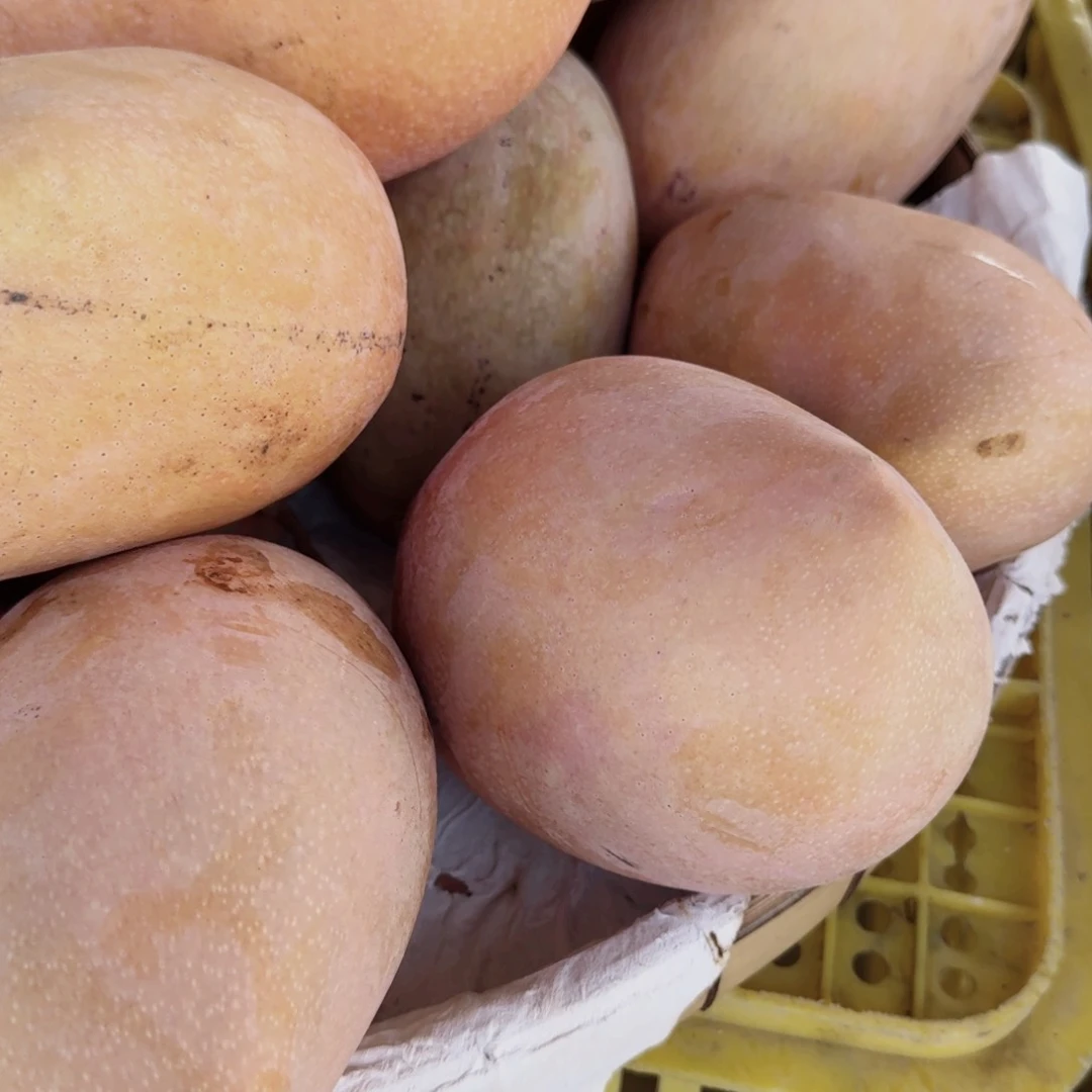 爱文芒净重9斤红玉芒果