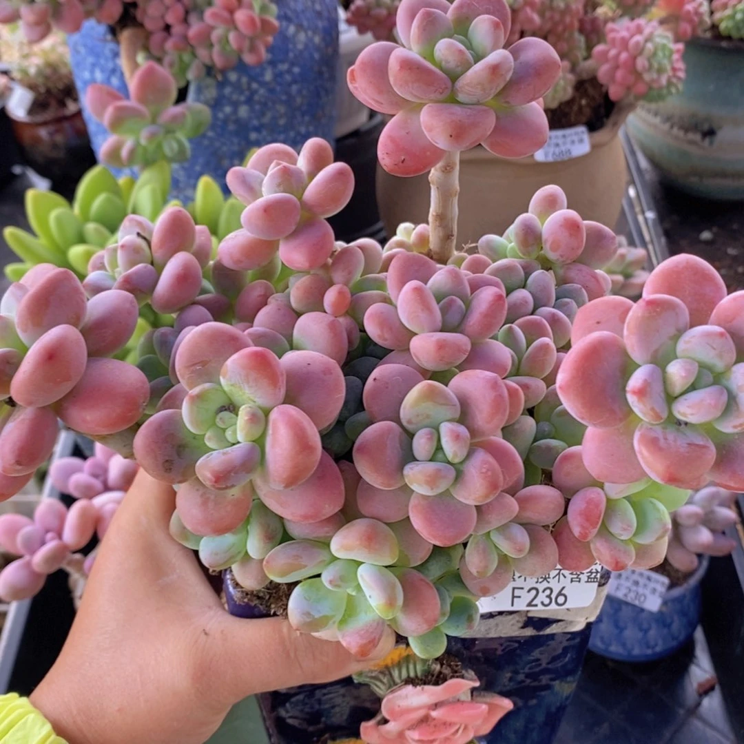 樱花洛神18cm236多肉植物