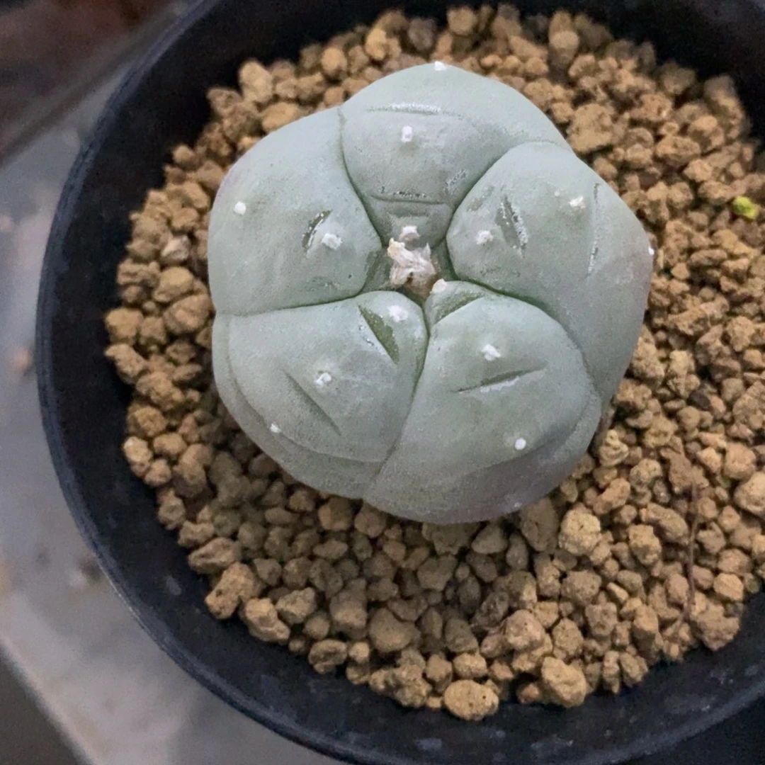 8*无刺仙人球开花了